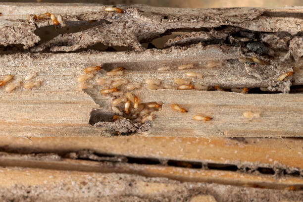 Best Pest Removal Services  in Tonkawa, OK