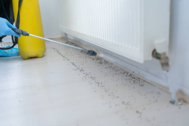 Best Flea Control Services  in Tonkawa, OK